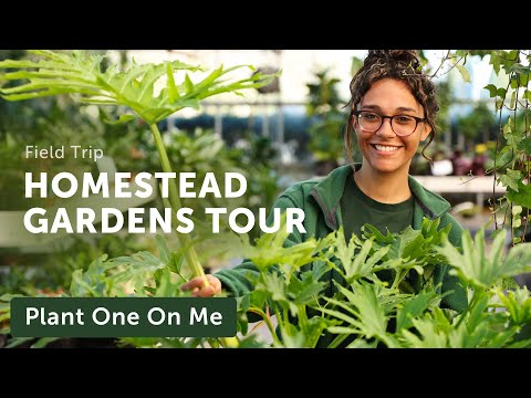 Homestead Garden HOUSEPLANT Tour — Ep. 368