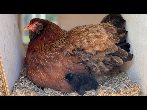 Baby chicken hatchling with egg transfer