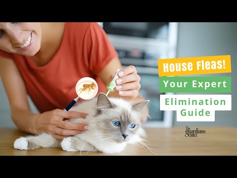 12 Easy Ways to Get Rid of Fleas in the House Forever: Ultimate Guide