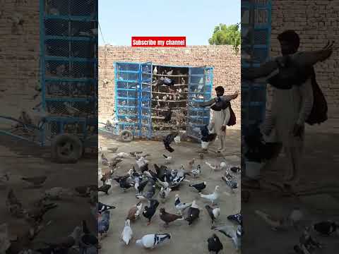 #beautiful #pigeon #pigeonbreeds #pigeontypes #whitepigeon #funny #kabootar #religion #millionviews