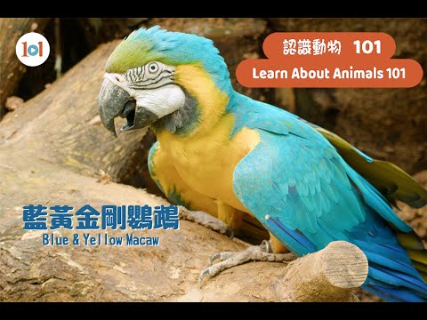 【認識動物101】藍黃金鋼鸚鵡  【Learn About Animals 101】Blue & Yellow Macaw