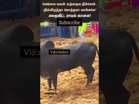 வீரர்களை அலறவிட்ட காளை ||ஜல்லிக்கட்டு #shorts #jallikattu