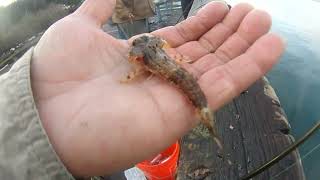 Baby sculpin on a jig