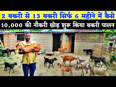 सुधा डेरी की नौकरी छोड़ शुरू किया बकरी पालन | Desi goat farm tour | Bakri palan