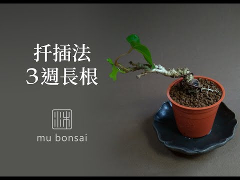 春秋∣扦插法 3週長根 3範例 mu bonsai 茉莉愛草 ミニ盆栽