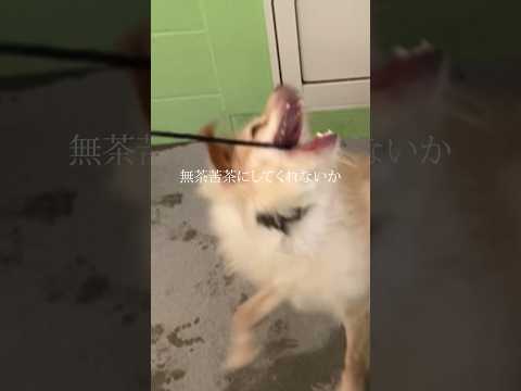 【忖度なし】虐待を受けて凶暴になった犬を半年ガチで訓練した結果...