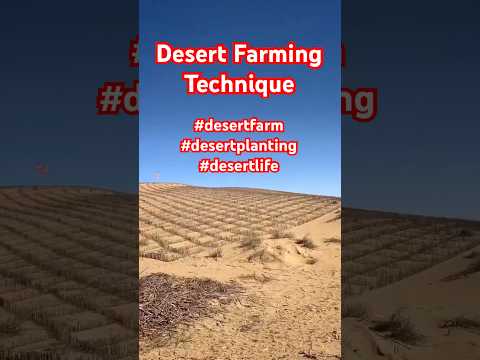 Desert Planting technique #desertplanting #desert #desertplants #plantingdesert #desertlife