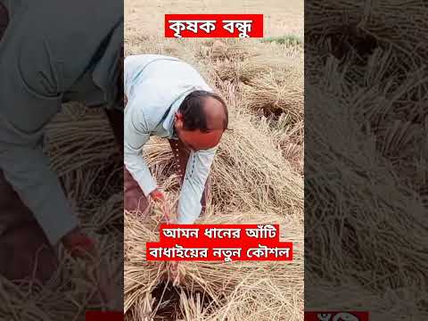 আমন ধানের আঁটি বাধাই I krishak bandhu I paddy I dhan chas #krishak bandhu