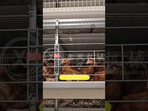 Factory Directly Sale Automatic H Type Baby Chicks Brooding  Drinking Equipment Pullet Battery Cages