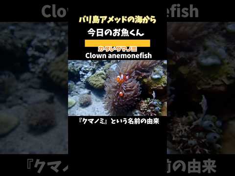 [ #カクレクマノミ ] 皆のアイドル！ #名前の由来 は? Clown #anemonefish in #amed #bali #バリ島ダイビング #shorts