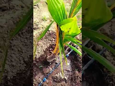 #farmingwater #cultivation  #farming #farminglife #yt #planting #best #agriculture #lightfall #basal