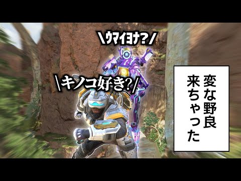 変だけど優しい陽キャ野良たちが可愛かった【APEX】