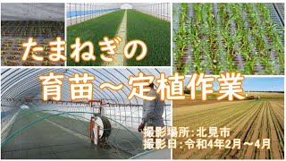 たまねぎの育苗～定植作業