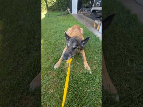 Playing with Senior Dog and Puppy! #shorts #malinoispuppy #malinois #dogtraining #dogtrainer