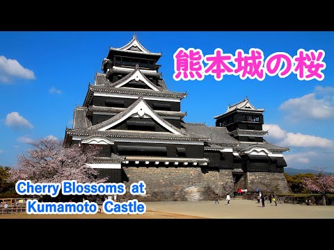 Cherry Blossoms at Kumamoto Castle with Relaxation Music ( Kumamoto ) / Spectacular Views of Japan