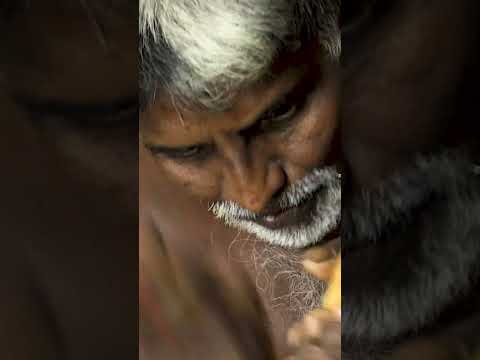 Real #cinnamon is harvested from the dried inner bark of this tree. #spices #srilanka