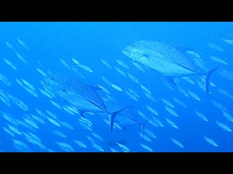 カスミアジに狙われるタカサゴ(バナナフュージラー)(⁠☉⁠｡⁠☉⁠)⁠! バリ島トランベン沈船ダイビング school of fusilier atacked by bluefin trevally