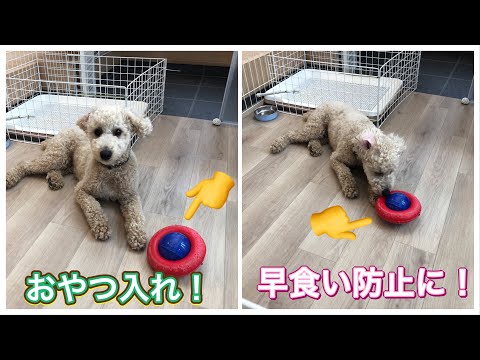 犬の早食い防止　アイテム『Kong ジャイロ』