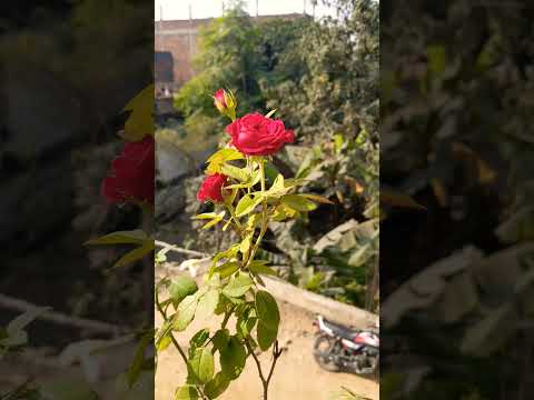 Sari Duniya Jala Denge Song Status |Rose Status || Love Status 💖|| Flower Status💖#shorts #lovestatus