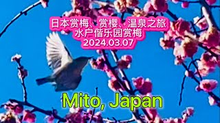 Mito,Japan 2024日本赏梅赏樱温泉之旅｜“三生三世、三千梅花为君开”——日本“三大名园”之一的茨城县水户市偕乐园，三千棵梅树百多品种的梅花惊艳了世界。（2024年3月7日）#日本旅行