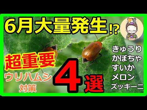 ウリハムシ対策にお悩みの方必見！4つの簡単な方法で問題解決！