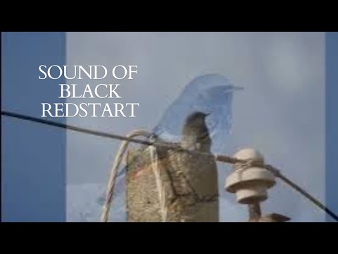 👉 S3 Black redstart  (Phoenicurus ochruros) | Codroș de munte