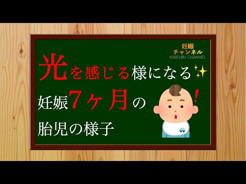 【妊娠7ヶ月】約50%が逆子！？妊娠7ヶ月胎児の様子