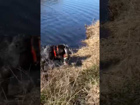 Hunting wirehaired pointing griffon retrieves pheasant shot over water #wirehairedpointinggriffon