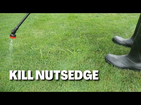 How To Kill Nutsedge in Cool Season Lawns