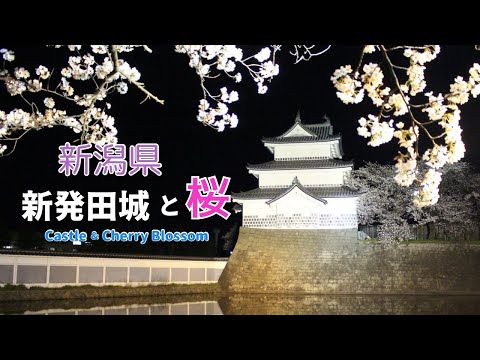 【美しい！】新潟県新発田城と桜…写真と動画 #桜 #写真 #新潟