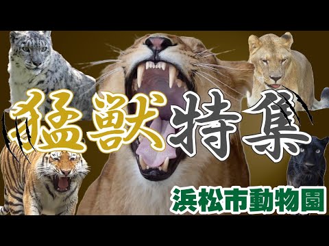 大人気！最強の猛獣特集！【浜松市動物園②】