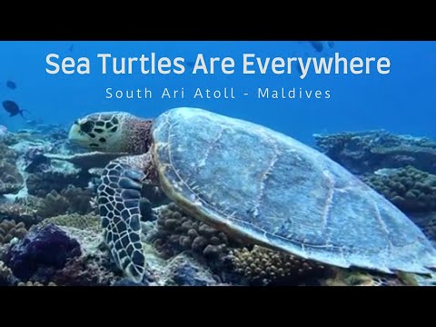 Sea Turtles Are Everywhere - Maldives  [4K HDR]