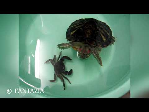 What happens if a red-eared turtle is given a crab?