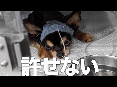 【厳禁】飼育放棄？された老犬チワワが重症で緊急保護しました