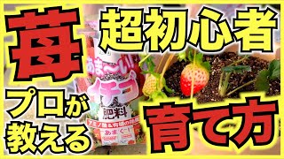 【家庭菜園のイチゴ】家庭菜園超初心者でも自宅で無限に苺を収穫できる超簡単ないちごの育て方【絶対に失敗しないコツ】