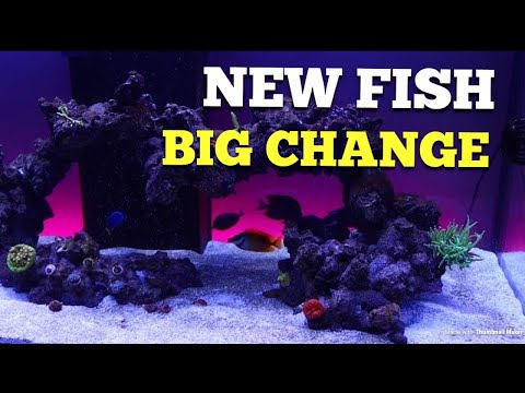 New fish in qt + something new is brewing