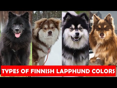 Different Types of Finnish Lapphund Colors And Their Role | Types of Finnish Lapphund