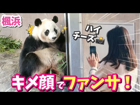 【パンダアイドル楓浜】観客のカメラに決めポーズを見せたふうひん🐼どこまでやるの⁉️