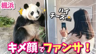 【パンダアイドル楓浜】観客のカメラに決めポーズを見せたふうひん🐼どこまでやるの⁉️