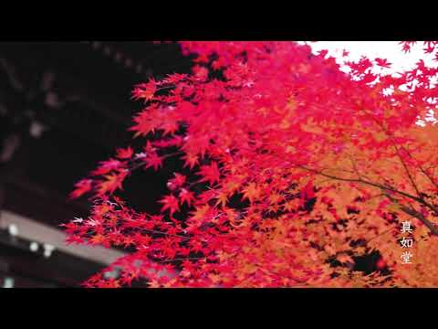 【WEB動画】2021年 秋 「京都の紅葉」篇 そうだ 京都、行こう。