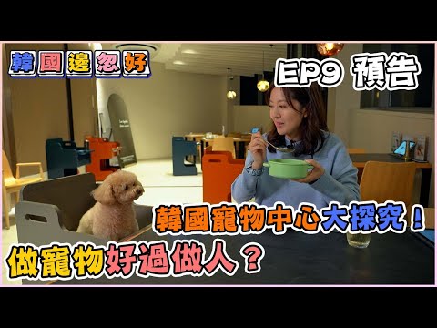 【韓國邊忽好】｜ EP9 預告 ｜做寵物好過做人？韓國寵物中心大探究！｜ 韓國旅遊｜移居資訊｜HOY 77