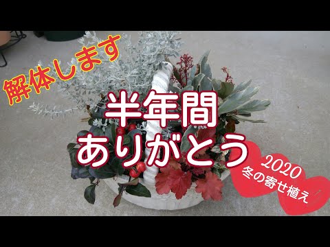 冬の寄せ植え解体しました♪