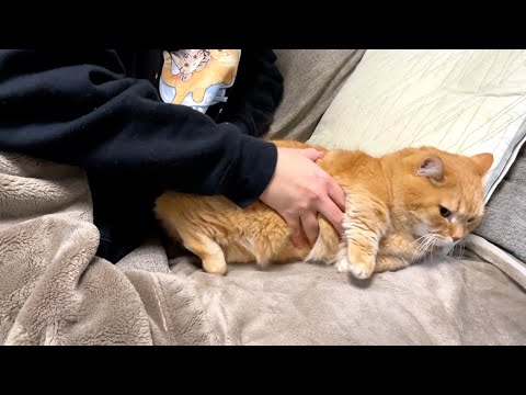 【男女別】愛猫に添い寝をしてもらう方法。