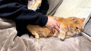 【男女別】愛猫に添い寝をしてもらう方法。