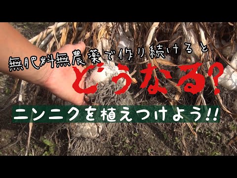 【無肥料栽培】ニンニクを植え付けよう