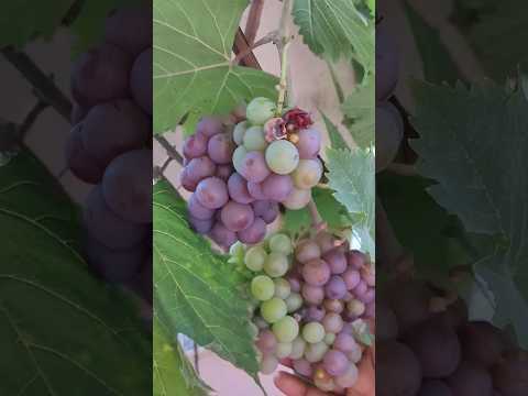 Harvesting Grapes At My Home | Terrace Garden #grapeharvest #terracegarden #shorts