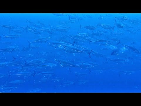 [オニアジ] 初めて見たオニアジのトルネード‼ Torped scad in kubu Bali