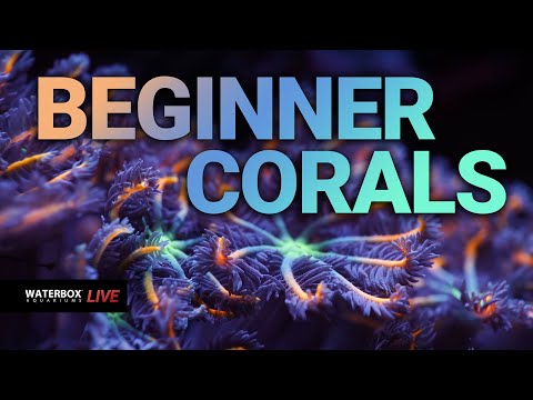 Most Colorful Beginner Corals. Episode #194