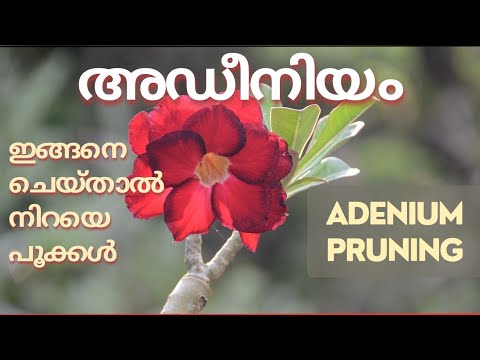 Adenium Pruning | How to prune adenium plant |  Adenium Malayalam