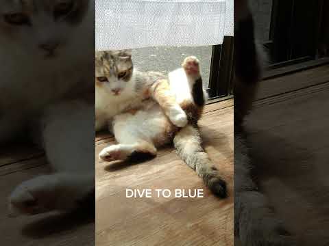 DIVE TO BLUE